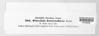 Puccinia heterochroa image